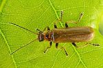 cantharis-figurata-foto-tanner
