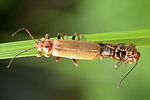cantharis-figurata-foto-weisenboehler