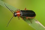 cantharis-flavilabris-foto-brueckner