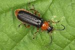 cantharis-flavilabris-foto-jas