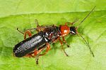 cantharis-flavilabris-paar-foto-altmann