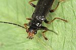cantharis-flavilabris2-foto-jas