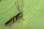 cantharis-flavilabris3-foto-jas