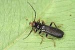 cantharis-flavilabris4-foto-jas