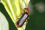cantharis-fulvicollis2-foto-weidlich