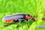 cantharis-fusca-foto-fgrose