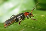 cantharis-fusca-foto-koehler