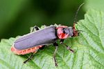 cantharis-fusca-foto-rindlisbacher