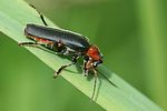 cantharis-fusca-foto-sara
