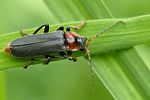 cantharis-fusca-foto-swadzba