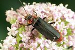 cantharis-fusca-foto-weidlich