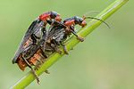 cantharis-fusca-paar-foto-gebel