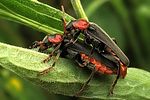cantharis-fusca-paar-foto-wmueller