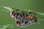 cantharis-fusca-paar-foto-zimmermann