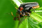 cantharis-fusca-prey-foto-horn