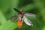 cantharis-fusca-start-foto-brueckner