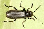 cantharis-fusca-var-foto-benisch