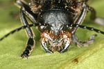 cantharis-fusca-vardetail-foto-benisch