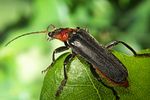cantharis-fusca2-foto-koehler