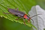 cantharis-fusca2-foto-rindlisbacher
