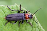 cantharis-fusca2-foto-rydzi