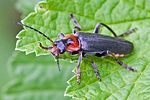 cantharis-fusca3-foto-rindlisbacher