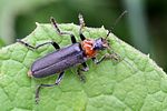 cantharis-fusca3-foto-rydzi