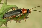 cantharis-lateralis-foto-dvorak