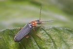 cantharis-lateralis-foto-koehler