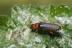 cantharis-lateralis2-foto-koehler