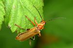 cantharis-livida-foto-boden