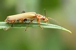 cantharis-livida-foto-feische