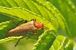 cantharis-livida-foto-fgrose