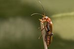 cantharis-livida-foto-goebel-berggold