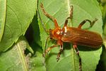 cantharis-livida-foto-koehler