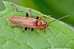 cantharis-livida-foto-rindlisbacher