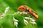 cantharis-livida-foto-wmueller