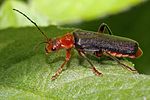 cantharis-livida-rufipes-foto-dewilde