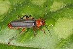 cantharis-livida-rufipes-foto-koehler