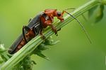 cantharis-livida-rufipes-foto-weisenboehler