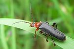 cantharis-livida-rufipes2-foto-auer