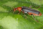 cantharis-livida-rufipes2-foto-koehler