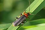 cantharis-livida-rufipes3-foto-auer