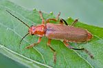 cantharis-livida2-foto-rindlisbacher