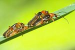 cantharis-nigra-couple-foto-koehler