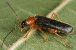 cantharis-nigra-foto-altmann