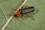 cantharis-nigra2-foto-altmann