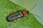 cantharis-nigra2-foto-koehler