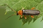 cantharis-nigra5-foto-koehler