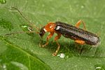 cantharis-nigra6-foto-koehler